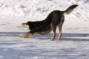 Dog stretching Down Dog