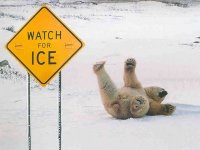 polar bear slipping on ice slipping on ice